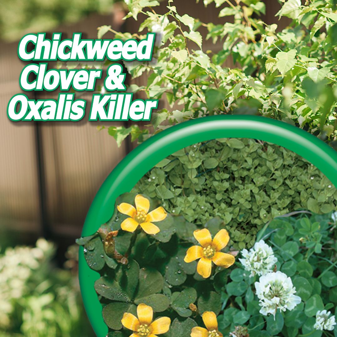 Chickweed, Clover & Oxalis Killer Concentrate – Bonide – 16 oz